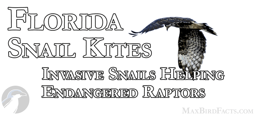 Florida Snail Kites Invasive Snails Helping Endangered Raptors 