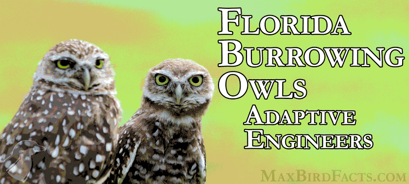 3.-Florida-Burrowing-Owls