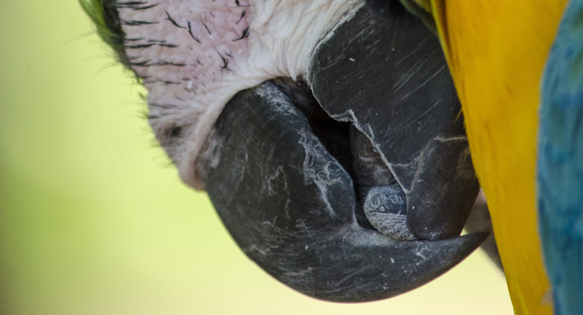 Beak Basics and (Mostly) Herbivorous Bird Beaks Part 1 to