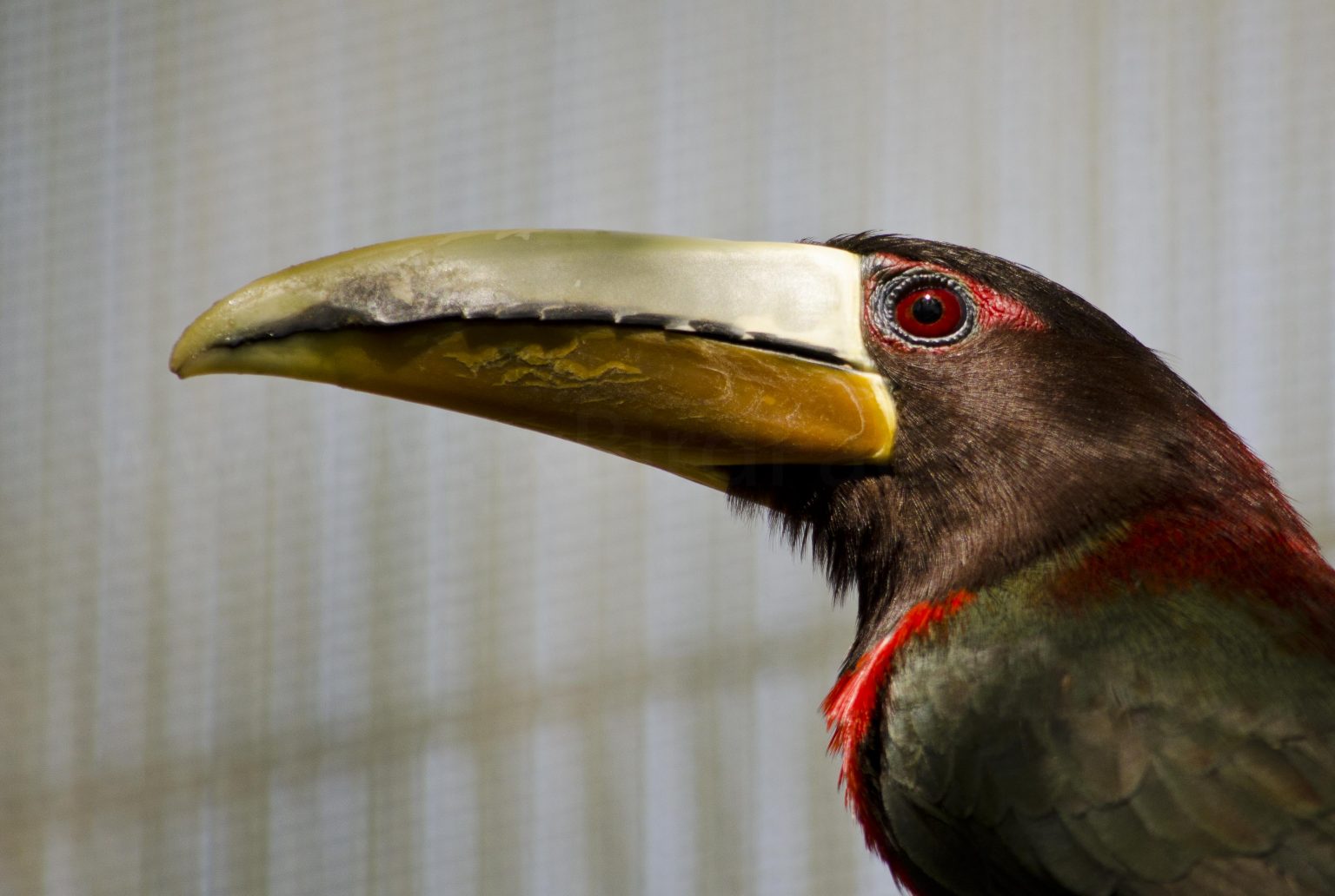Beak Basics and (Mostly) Herbivorous Bird Beaks Part 1 to