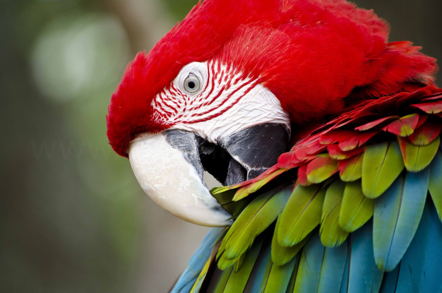 Beak Basics and (Mostly) Herbivorous – Bird Beaks Part 1 – Welcome to ... 