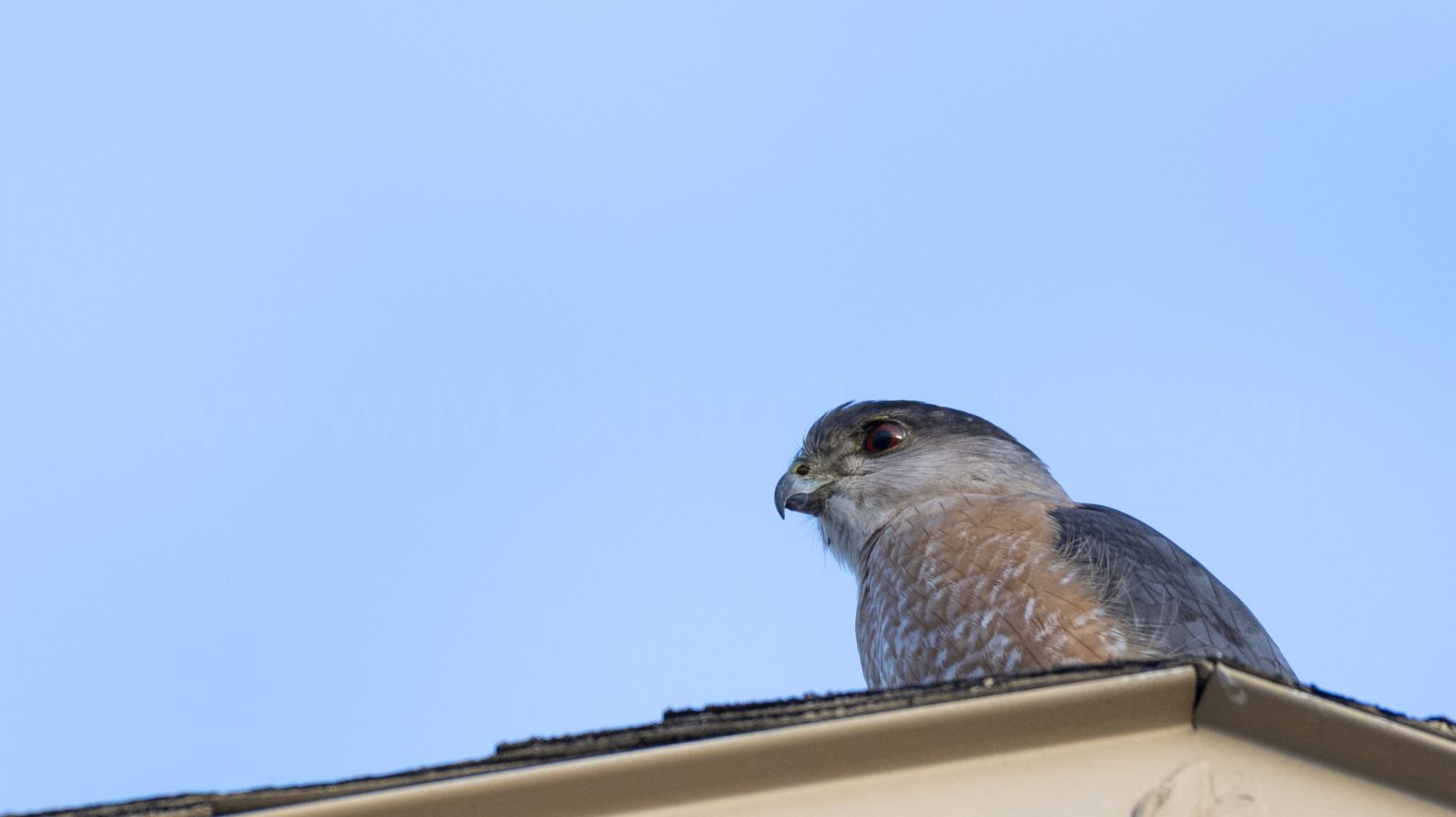 The Big Differences Between Hawk, Eagle, and Kite Beaks