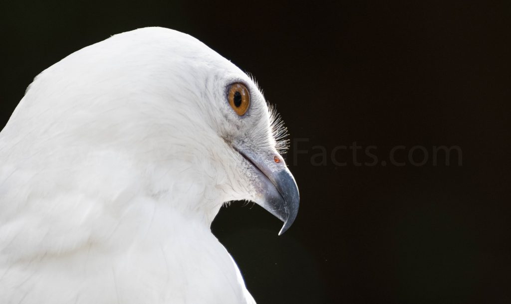 The Big Differences Between Hawk, Eagle, and Kite Beaks