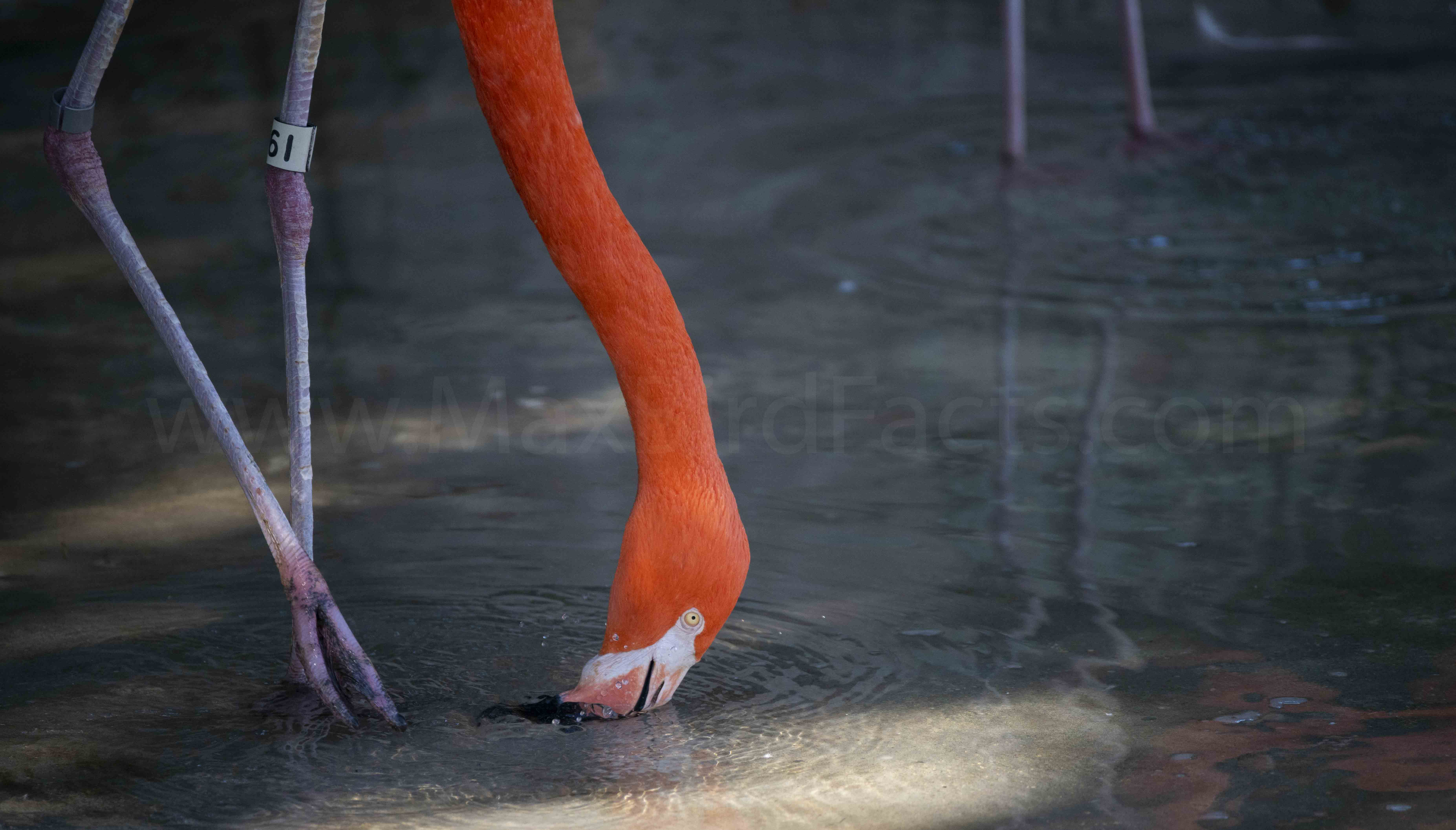 Why Are Flamingos Pink: Pigmentary Coloration In Birds – Welcome To ...