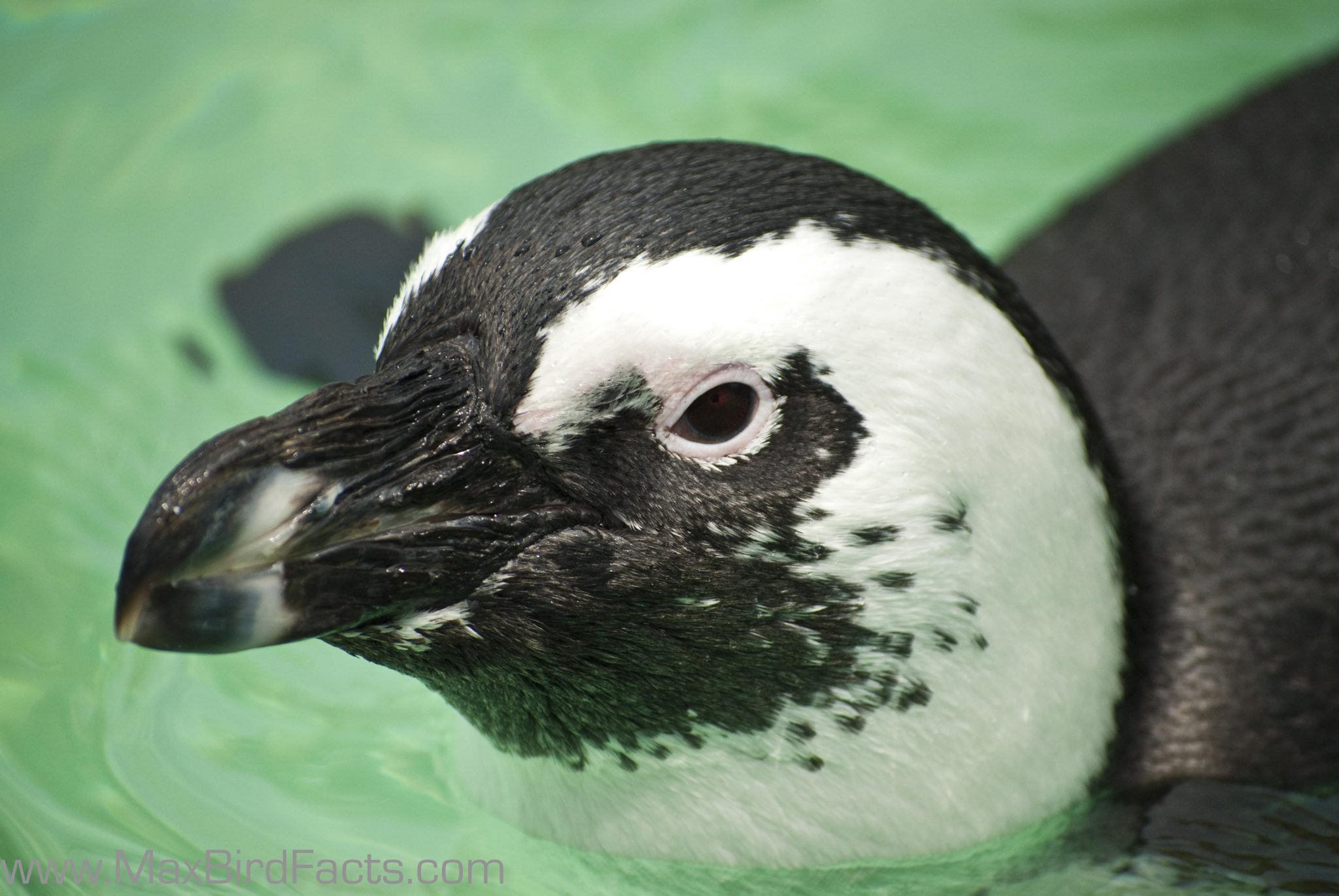 Do Penguins Have Feathers How to Stay Warm in Antarctic Waters Only