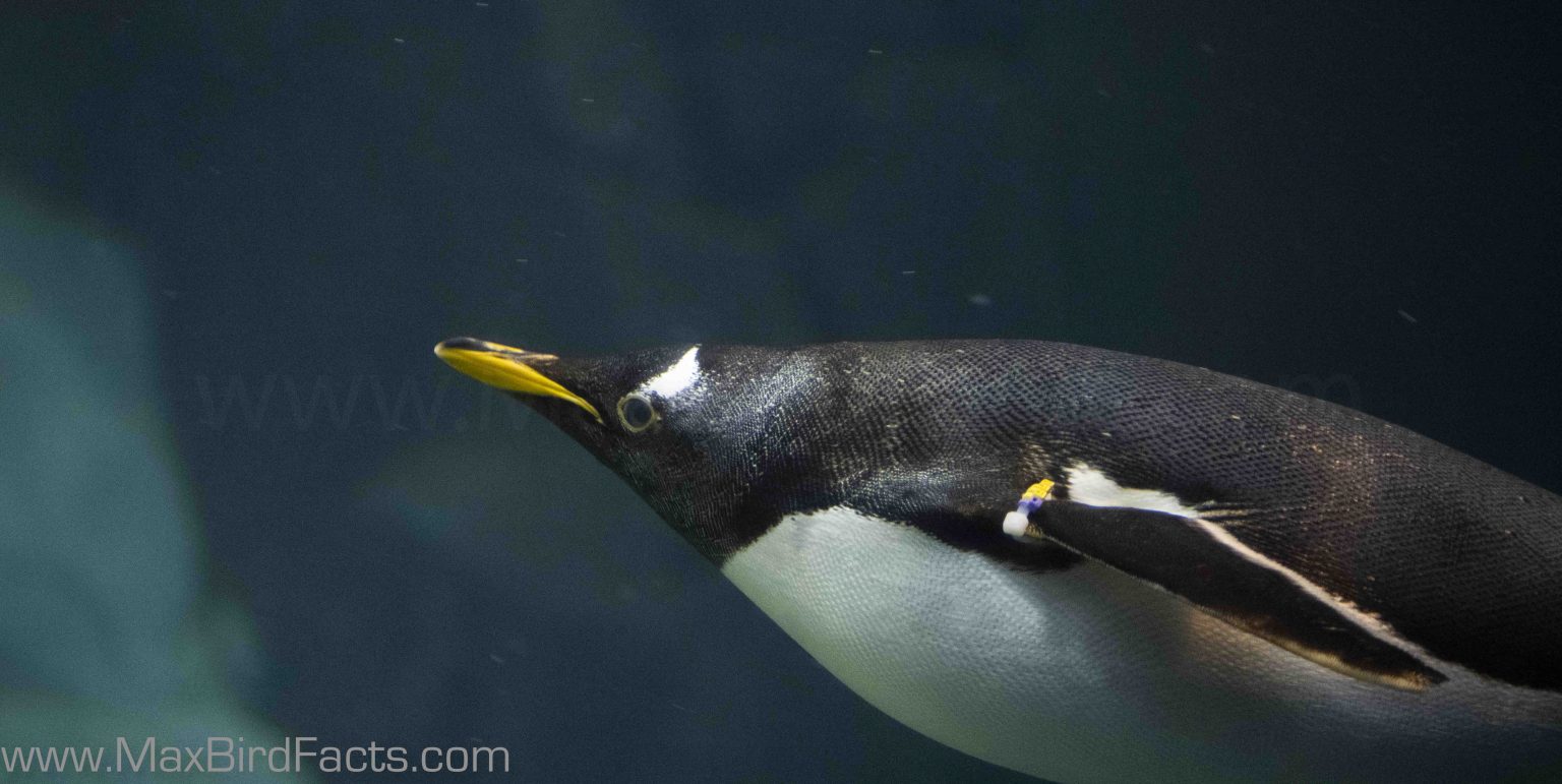 Do Penguins Have Feathers How to Stay Warm in Antarctic Waters Only