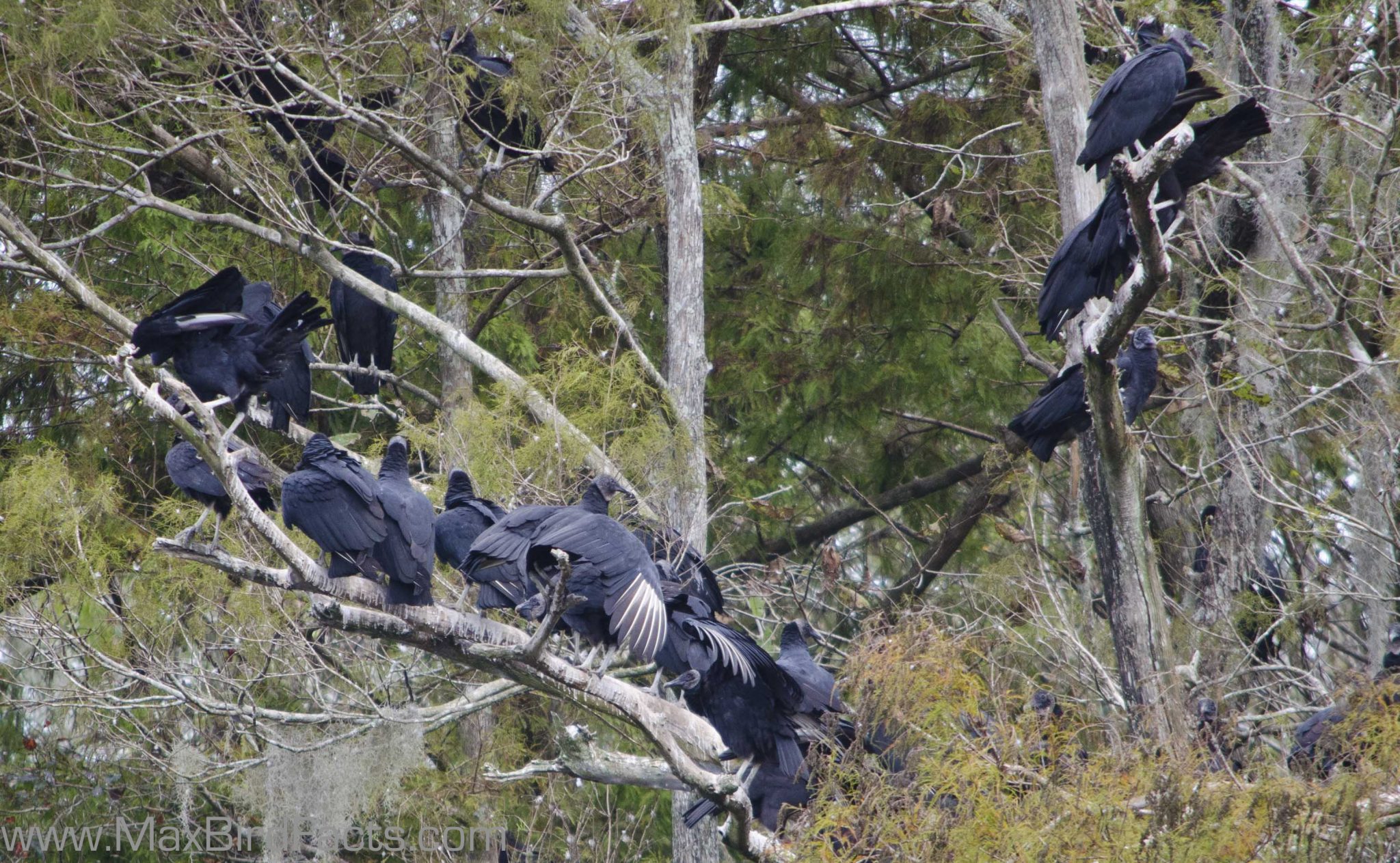 Why Do Vultures Spread Their Wings Feathered Solar Panels to