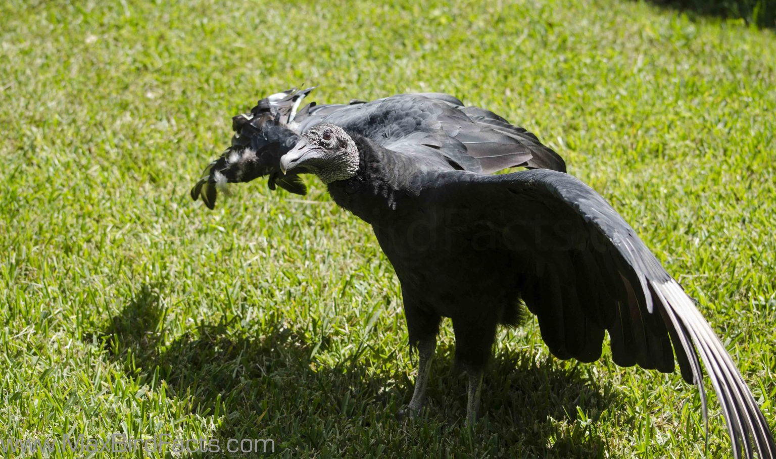 Why Do Vultures Spread Their Wings Feathered Solar Panels