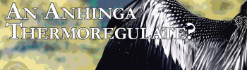 How-Does-An-Anhinga-Thermoregulate