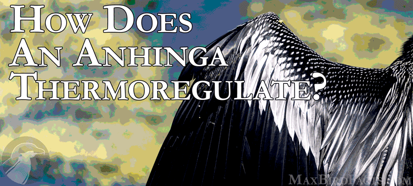 How-Does-An-Anhinga-Thermoregulate