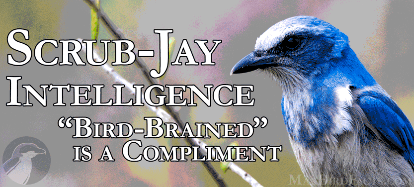 14.-Scrub-Jay-Intelligence