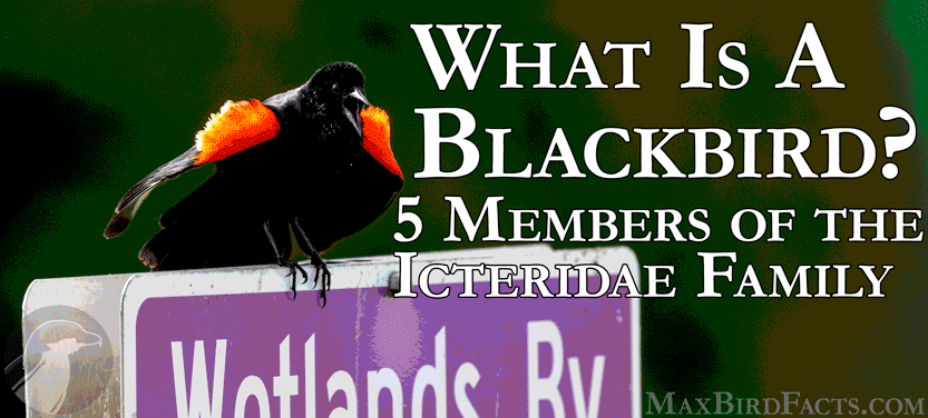 what is a blackbird