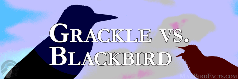 16.-Grackle-vs.-Blackbird