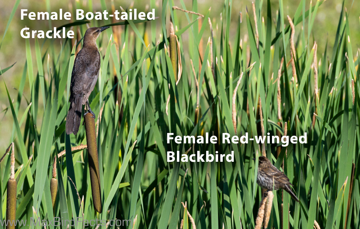 Grackle vs Blackbird 3 Easy to Remember Features to Look Out For When