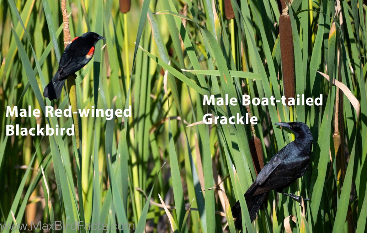 Grackle vs Blackbird 3 Easy to Remember Features to Look Out For When