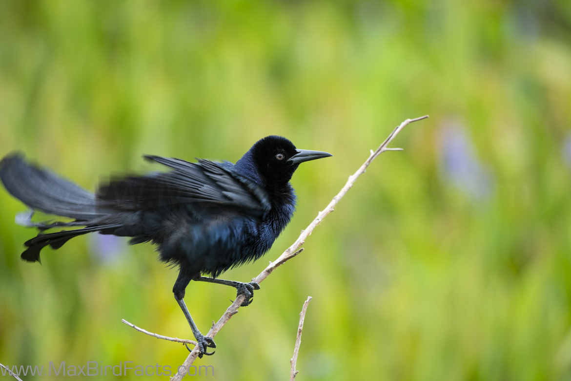 Grackle vs Blackbird 3 Easy to Remember Features to Look Out For When