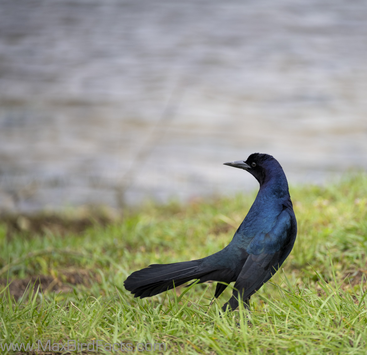 Grackle vs Blackbird 3 Easy to Remember Features to Look Out For When