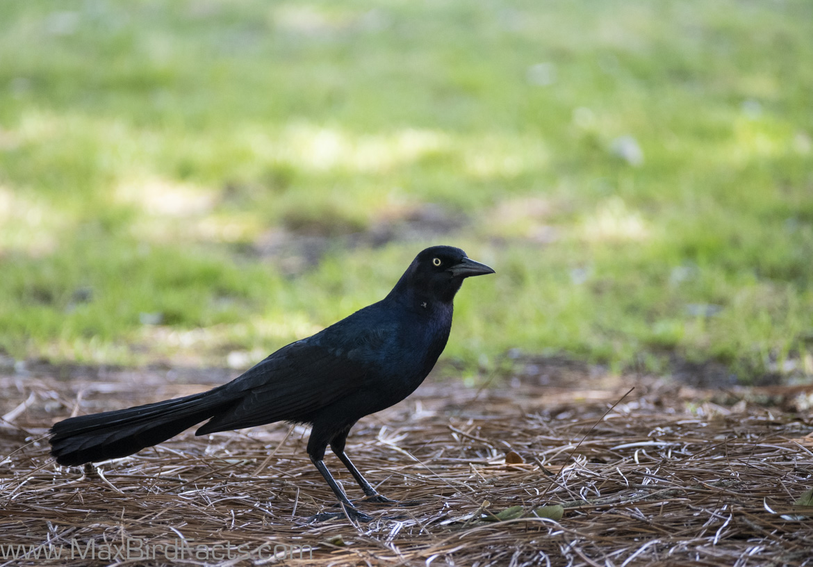 Grackle vs Blackbird 3 Easy to Remember Features to Look Out For When
