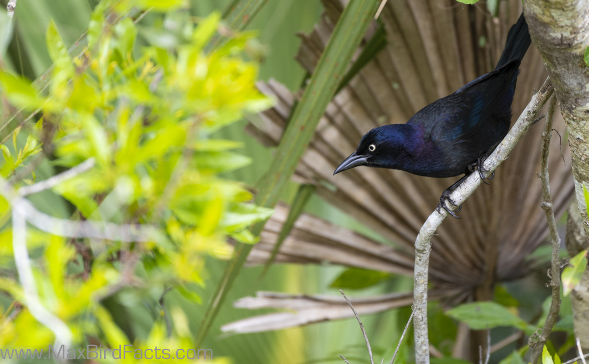 Grackle vs Blackbird 3 Easy to Remember Features to Look Out For When
