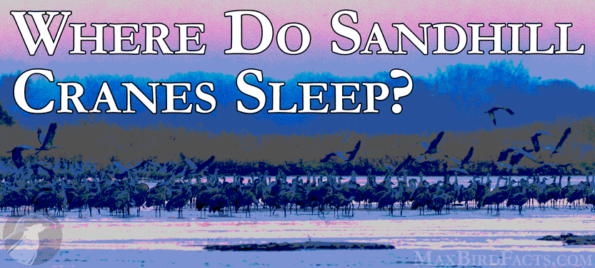17.-Where-Do-Sandhill-Cranes-Sleep.gif