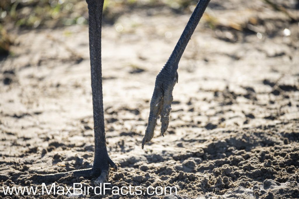 Where_Do_Sandhill_Cranes_Sleep_closeup_of_crane_foot_being_adducted