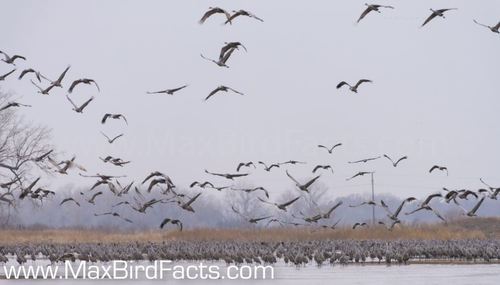 Where_Do_Sandhill_Cranes_Sleep_large_group_of_cranes_lifting_off_from_north_platte_river