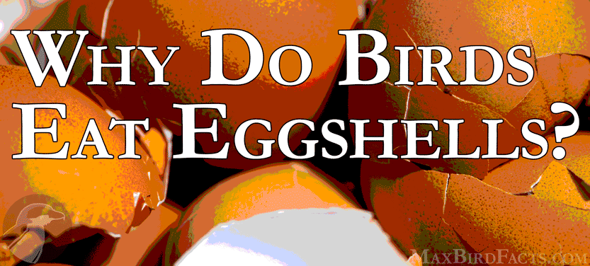 18.-Why-Do-Birds-Eat-Eggshells.gif