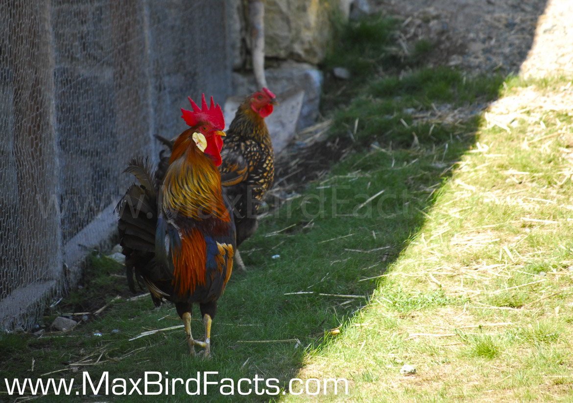 Why Do Birds Eat Eggshells Rhode Island Red chickens in the shade