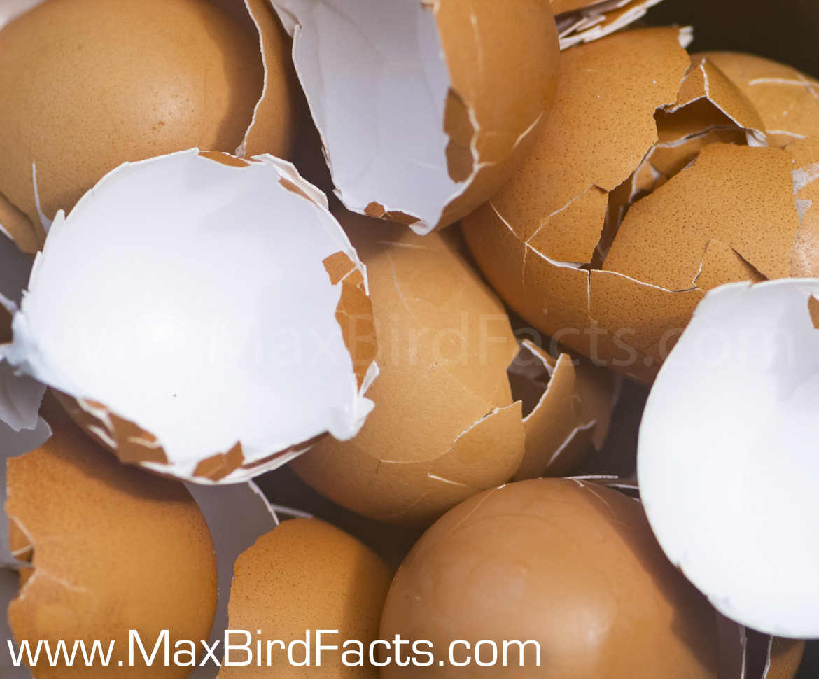 closeup of broken cage-free chicken eggs