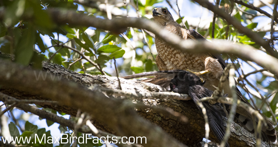 Why Do Birds Eat Eggshells male Cooper's Hawk eating a Rock Dove in branches
