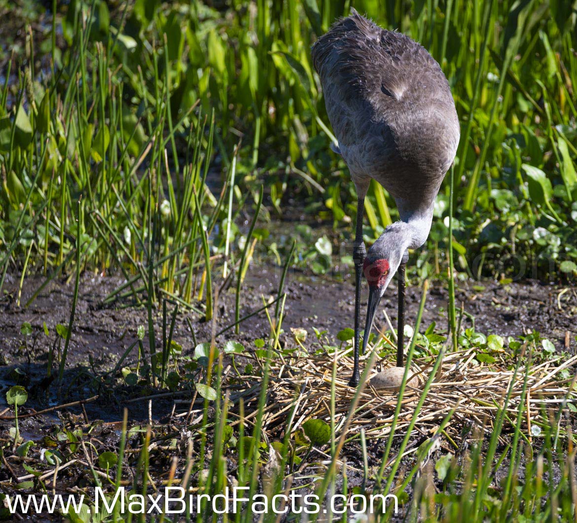 Why Do Birds Eat Eggshells sandhill crane inspecting nest and egg