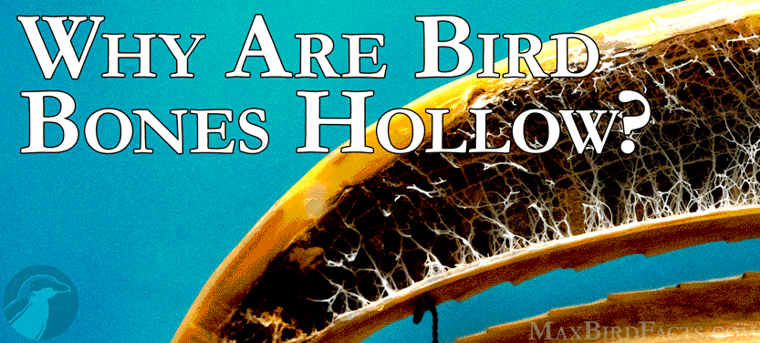 19.-Why-Are-Bird-Bones-Hollow.gif