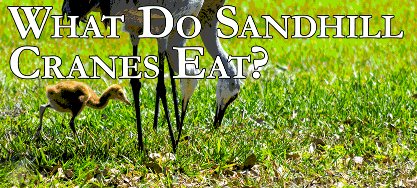 20. What Do Sandhill Cranes Eat