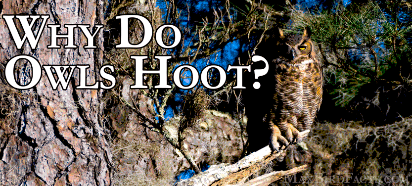 21. Why Do Owls Hoot