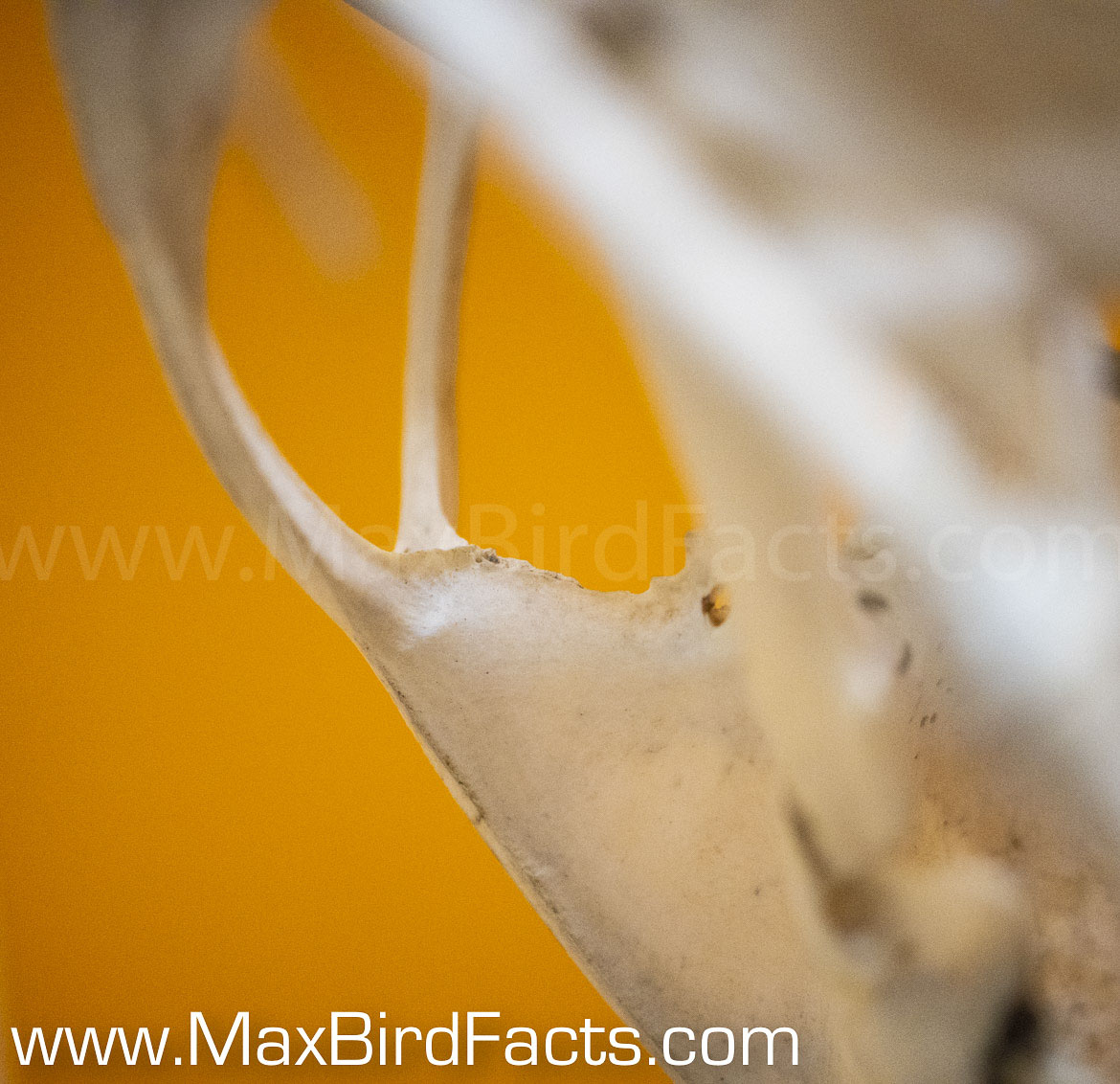 Are_Bird_Bones_Hollow_museum_sample_showing_fused_bird_bone
