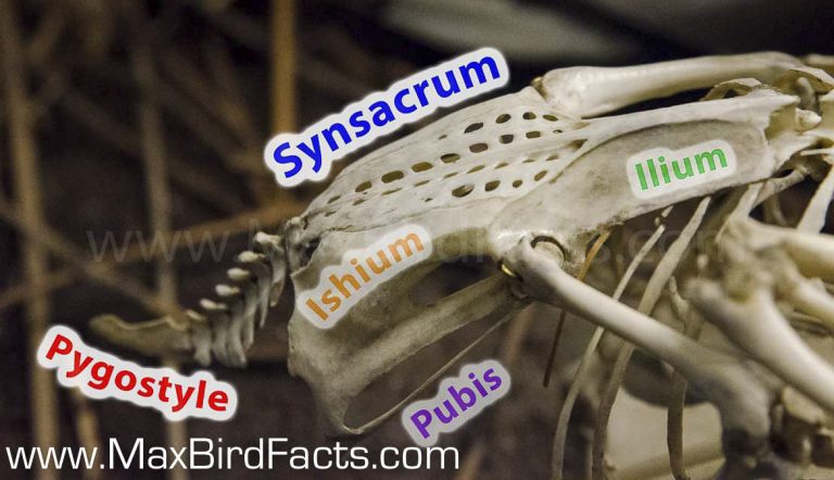Why Are Bird Bones Hollow – Are Bird Bones Really That Strong ...