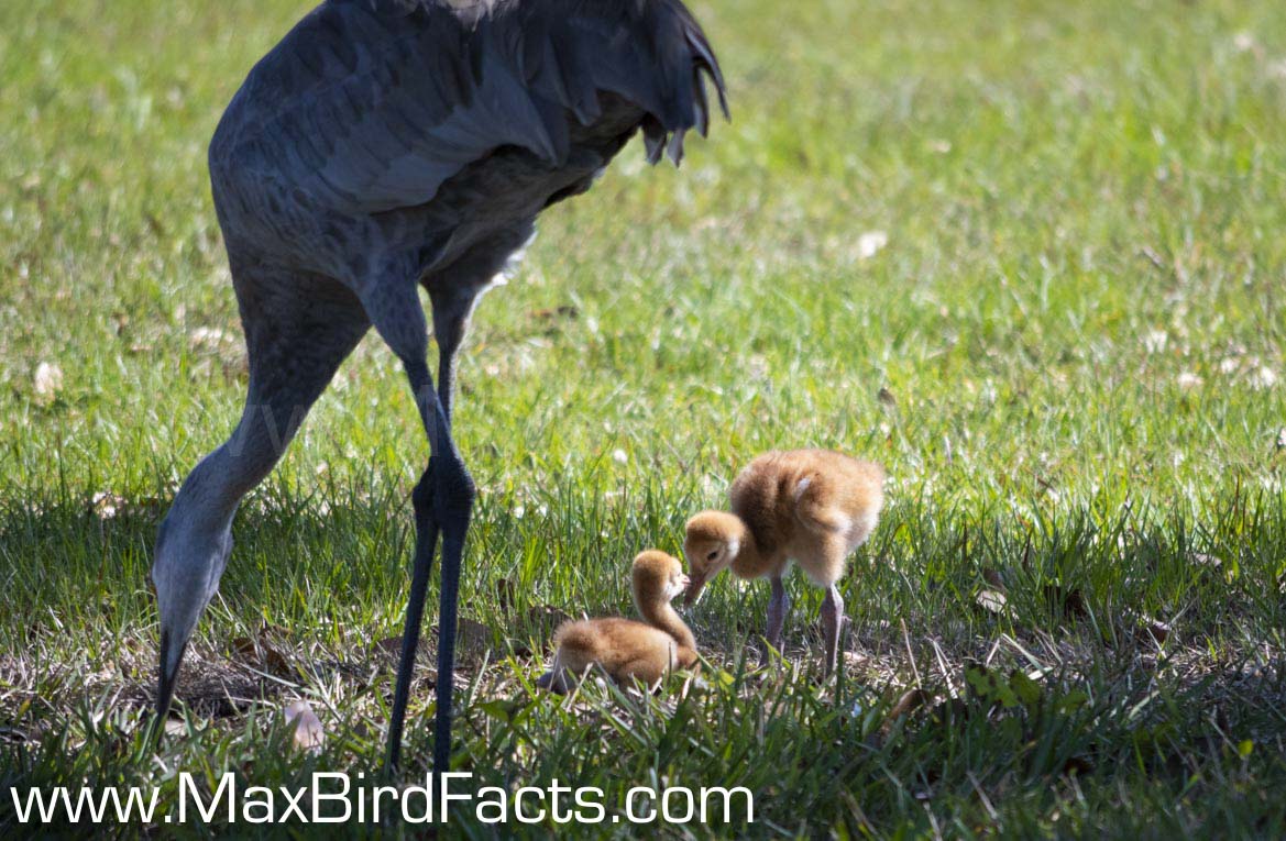 What_Do_Sandhill_Cranes_Eat_Sandhill_colts_and_parent_foraging