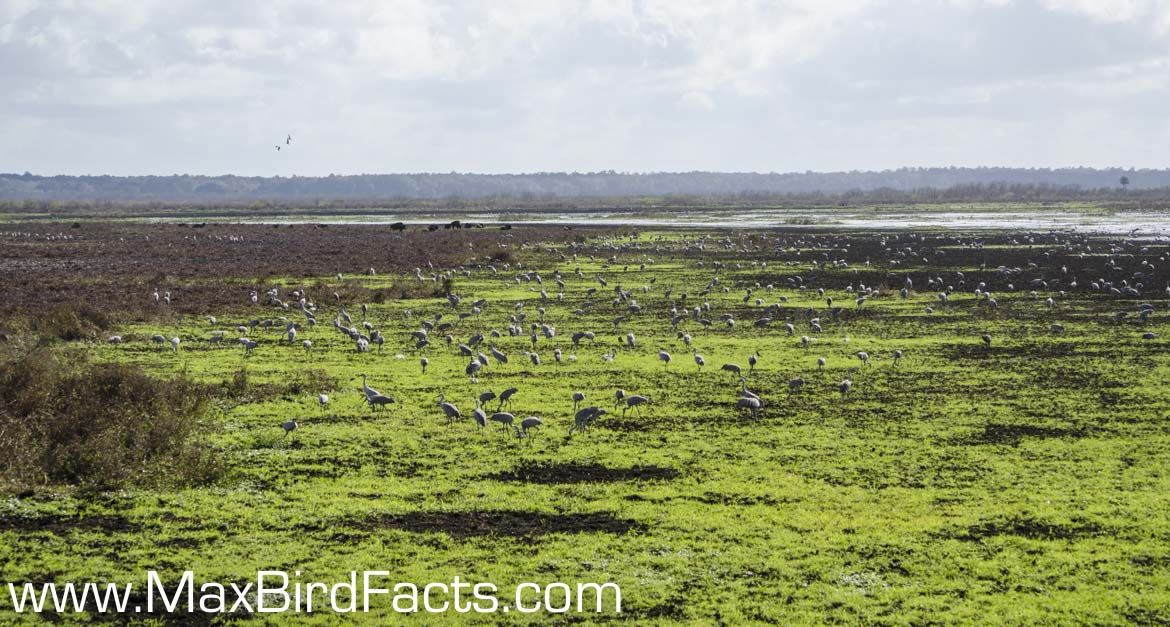 What_Do_Sandhill_Cranes_Eat_wide_of_large_group_of_Florida_Sandhill_Cranes