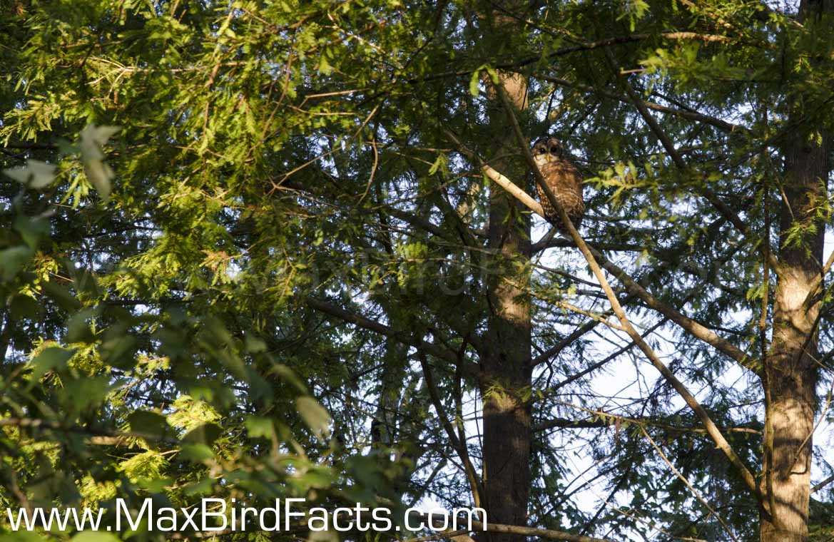 Why_Do_Owls_Hoot_barred_owl_perched_in_dense_foliage