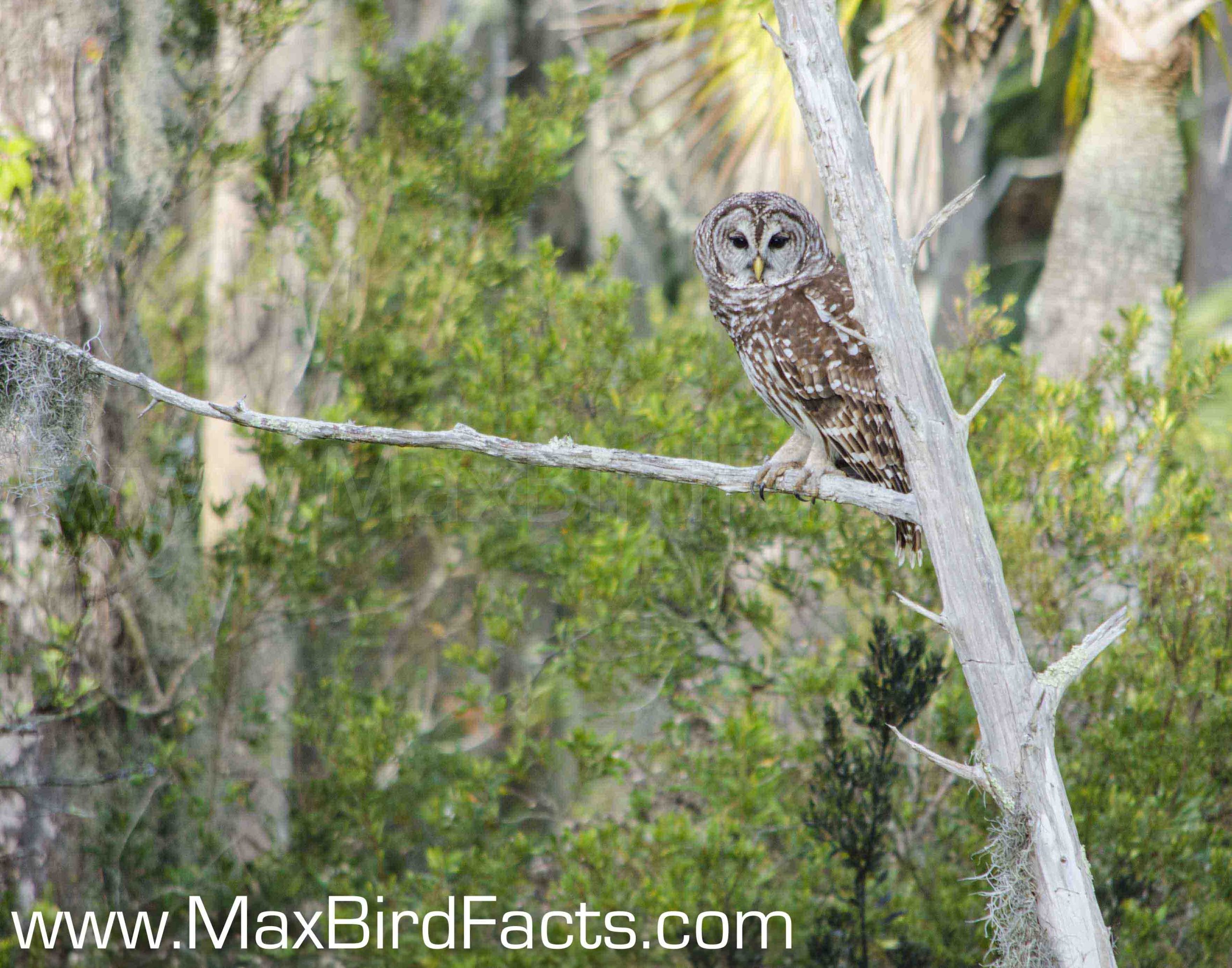 Why_Do_Owls_Hoot_barred_owl_perched_on_dead_tree
