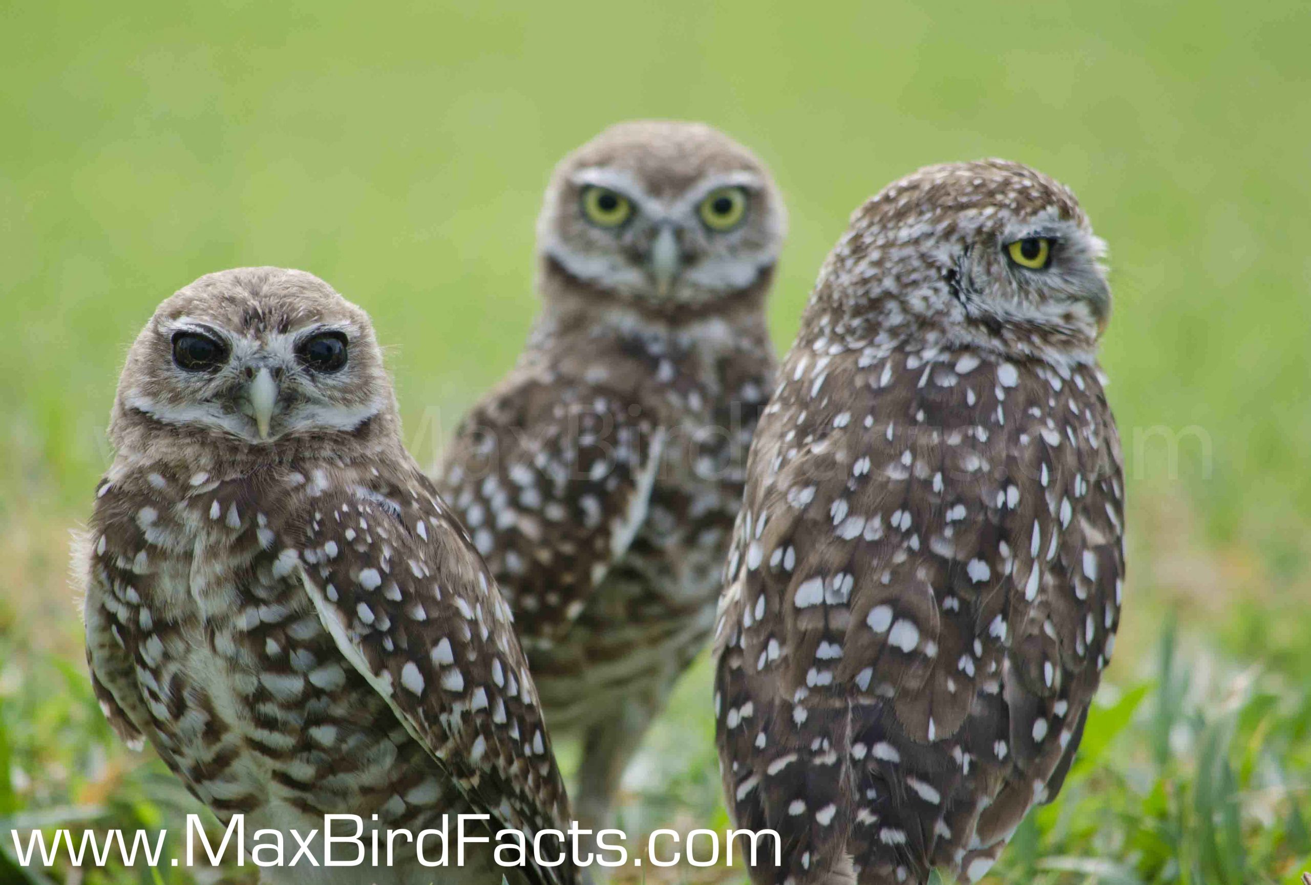 Why_Do_Owls_Hoot_florida_burrowing_owl_family_huddled_together