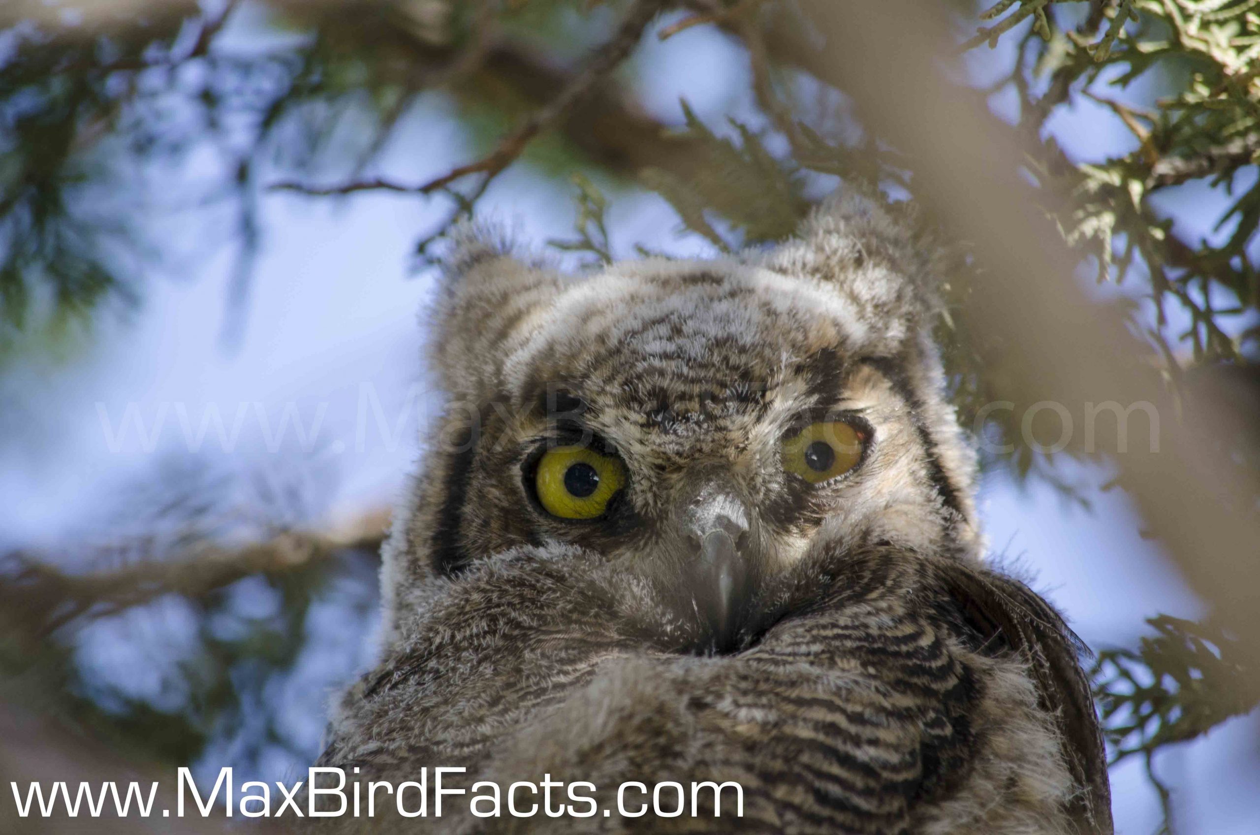 Why_Do_Owls_Hoot_great_horned_owl_chick_looking_at_photographer