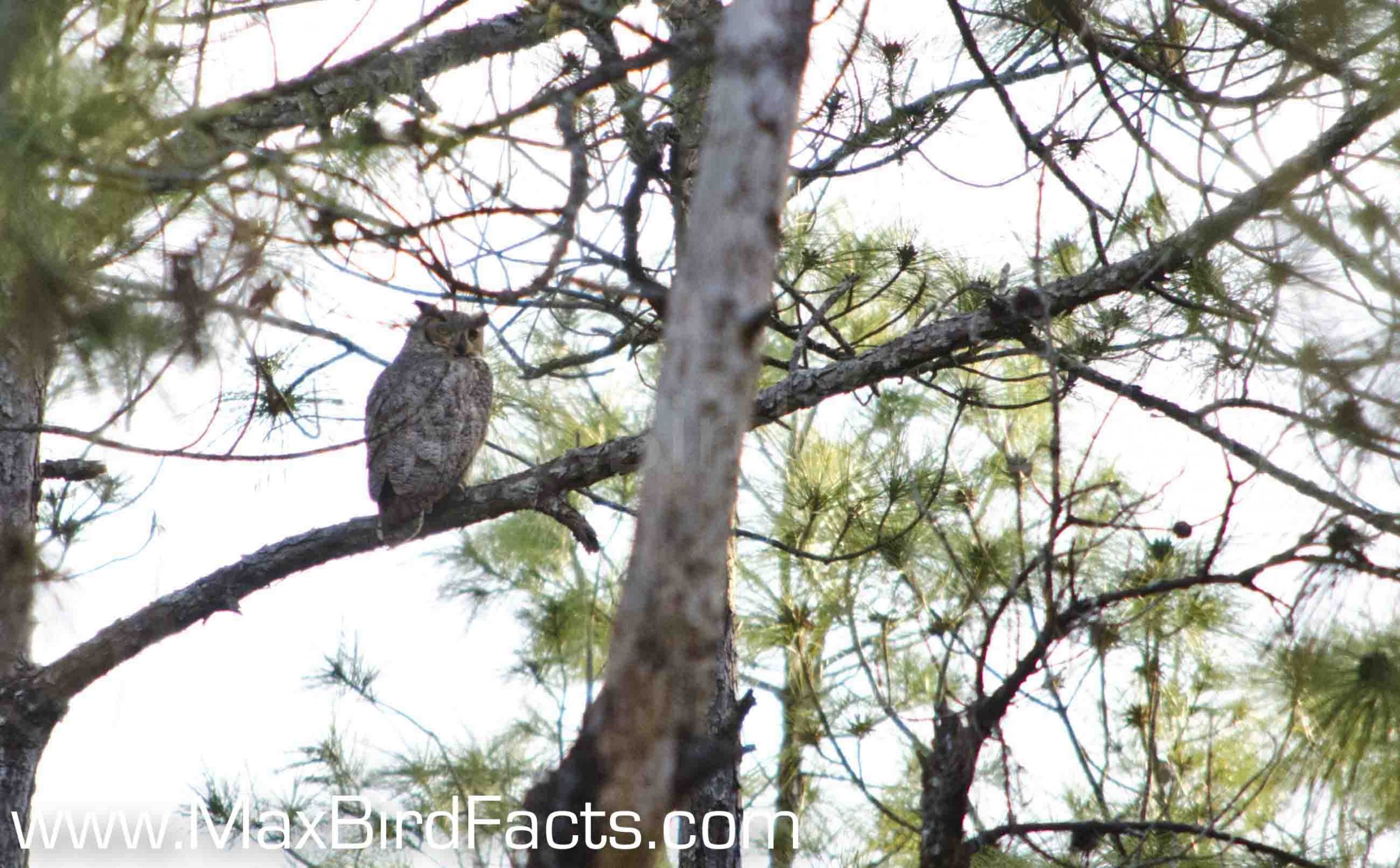 Why_Do_Owls_Hoot_great_horned_owl_perched_in_pine_tree