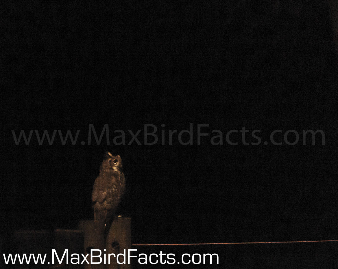 Why_Do_Owls_Hoot_great_horned_owl_perched_on_fence_post_pitch_black
