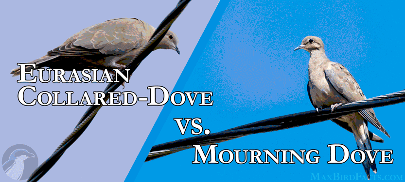 23. Morning Doves vs. Eurasian Collared-Doves