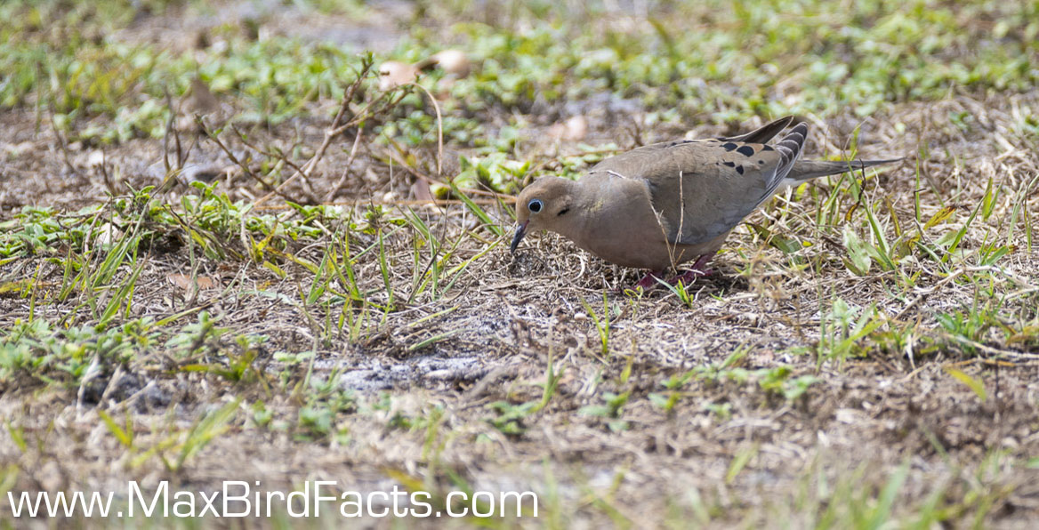 Mourning_Dove_VS_Collared-Dove_mourning_dove_foraging_on_ground.jpg