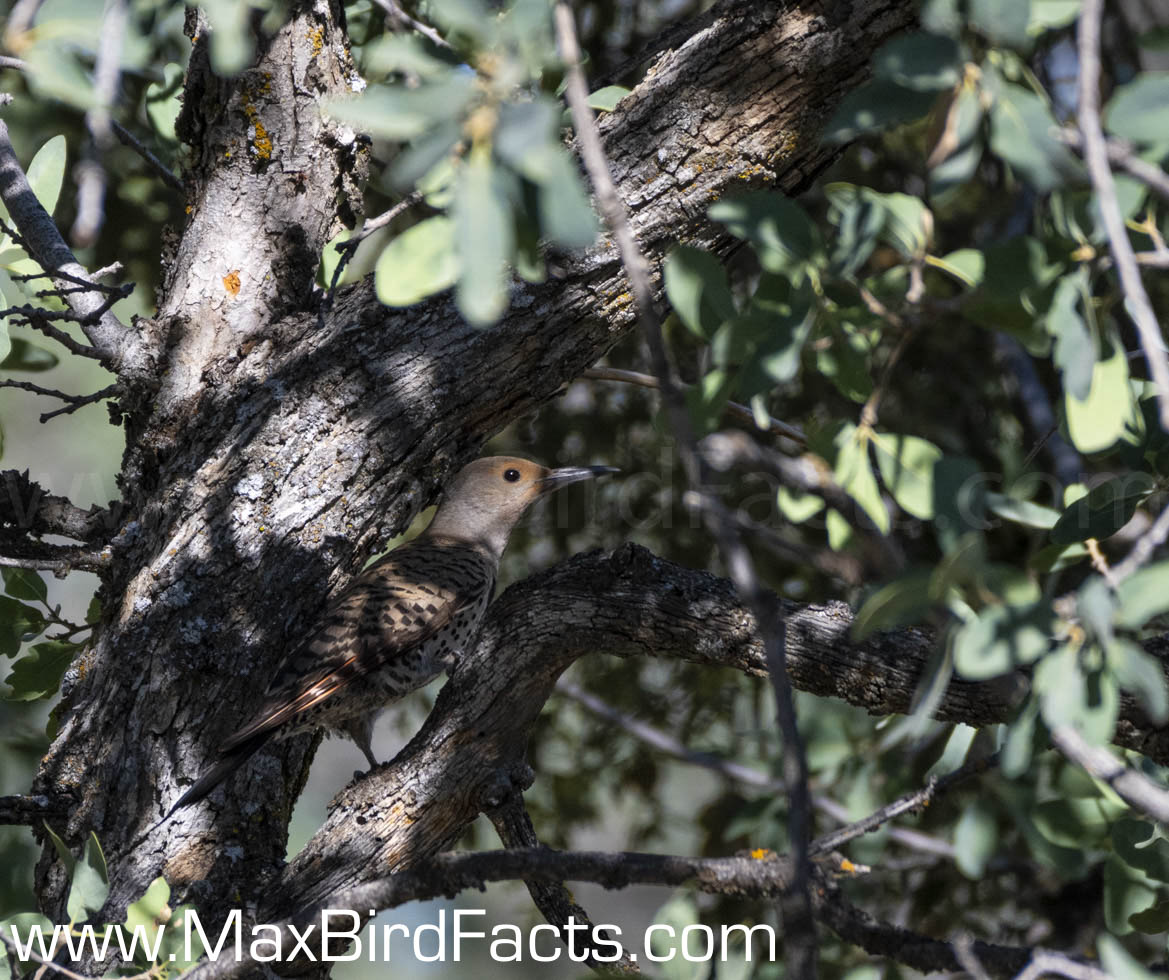 What_Are_Woodpeckers_Pecking_For_northern_flicker_hiding_in_leaves