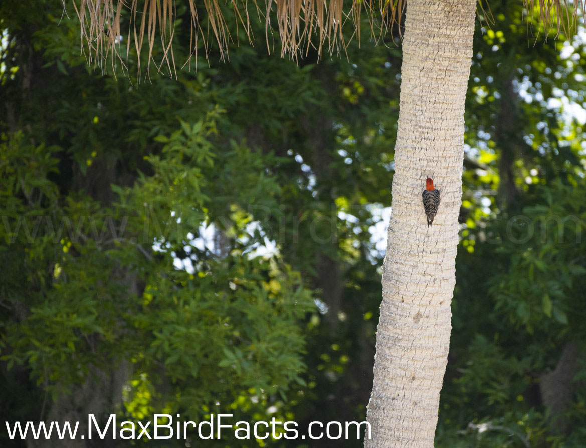 What_Are_Woodpeckers_Pecking_For_red-bellied_woodpecker_climbing_palm_tree