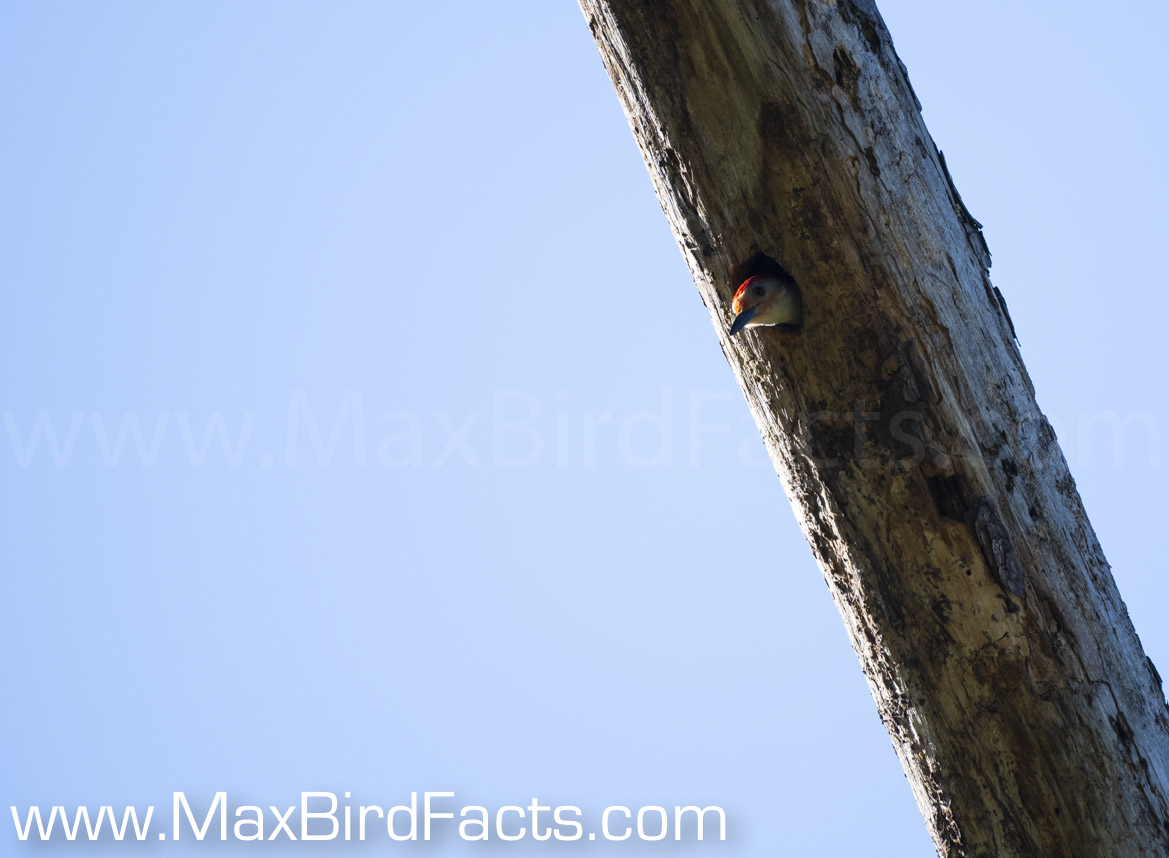 What_Are_Woodpeckers_Pecking_For_red-bellied_woodpecker_in_nest_hole