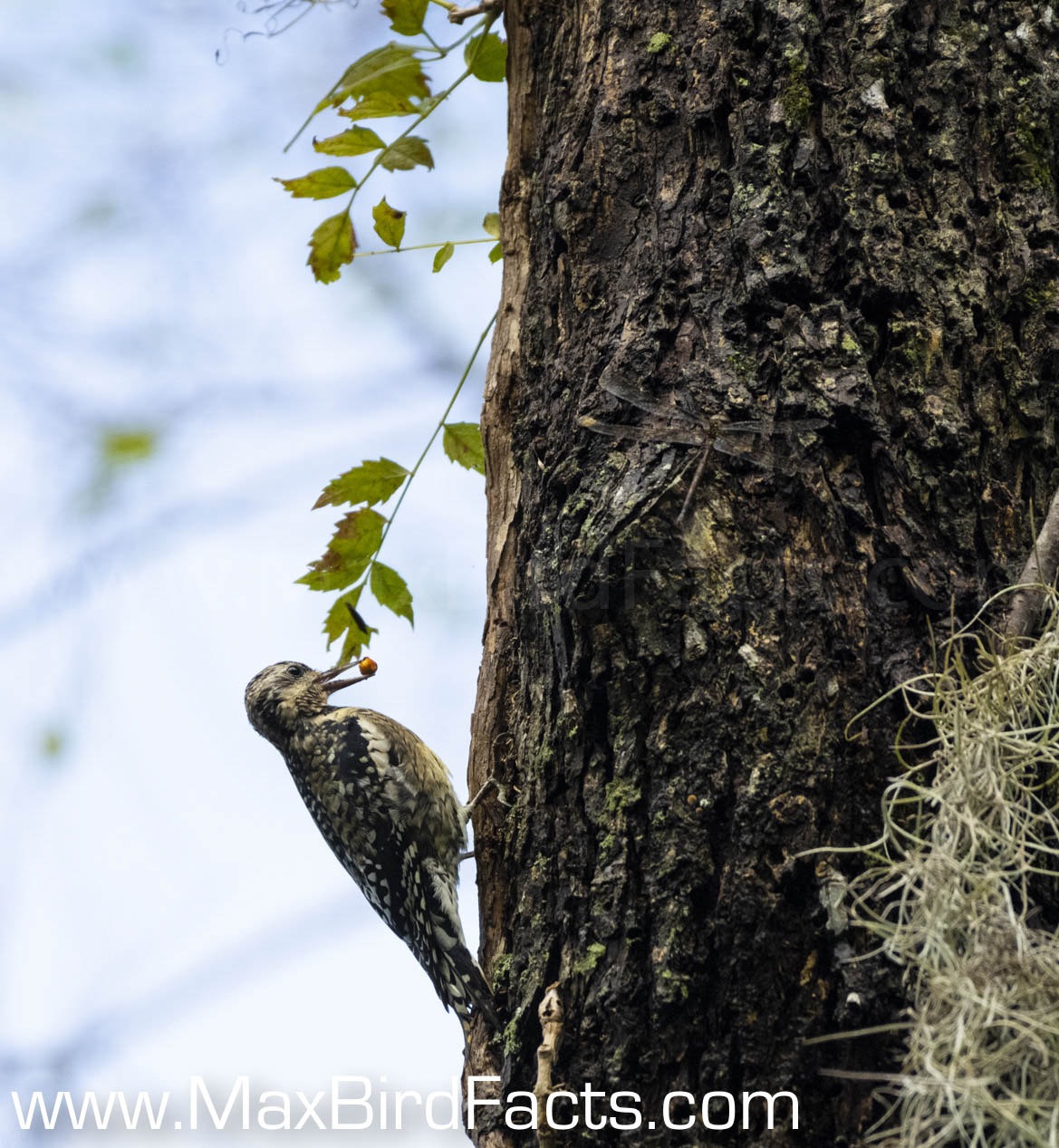 What_Are_Woodpeckers_Pecking_For_yellow-bellied_sapsucker_holding_acorn_in_mouth